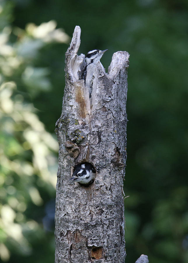 Downey Woodpecker #1 Photograph by Brook Burling