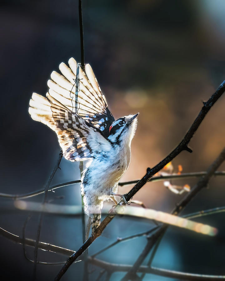 Downy Woodpecker #1 Photograph by Alexander Image