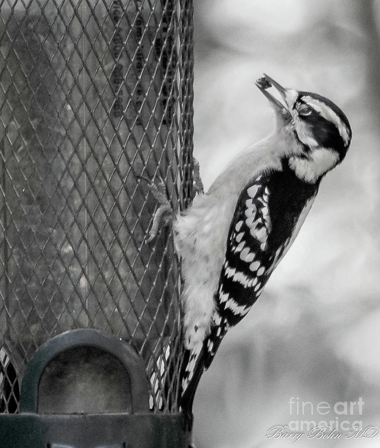 Downy woodpecker #1 Photograph by Barry Bohn