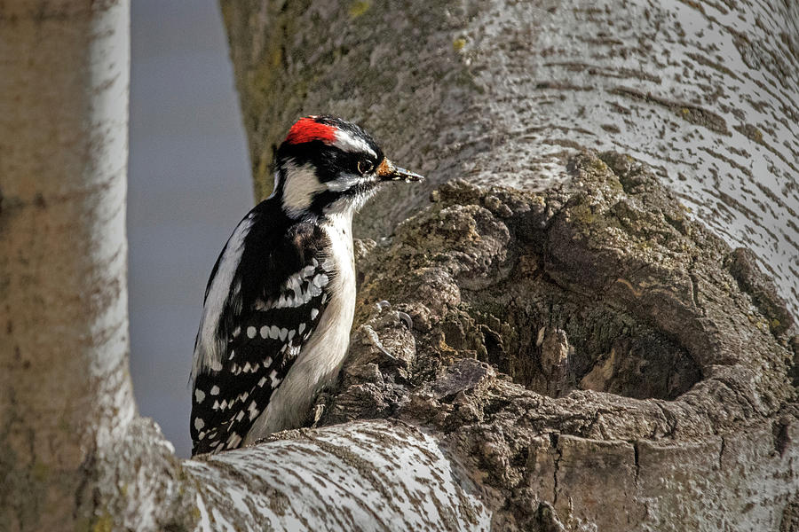 Downy Woodpecker Photograph
