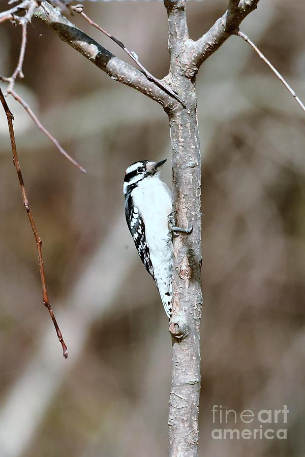 Downy Woodpecker #1 Photograph by Lila Fisher-Wenzel