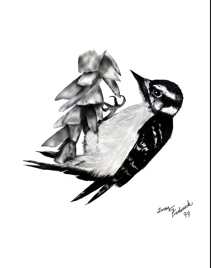 Downy Woodpecker Drawing