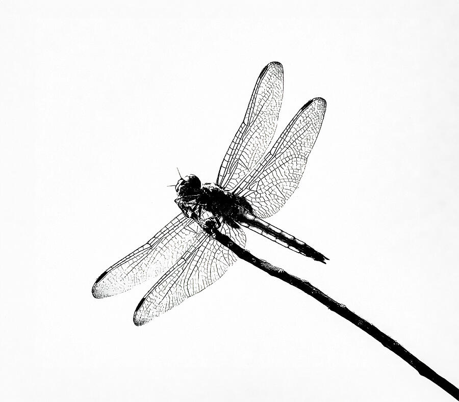 Dragon  Fly Photograph by Joe Schofield