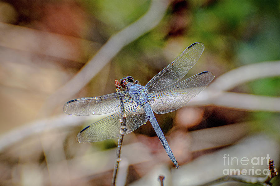 Dragonfly #1 #1 Photograph by Edward Sobuta