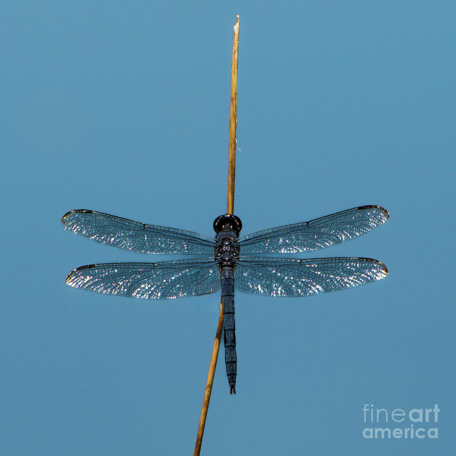 Dragonfly 3 #1 Photograph by Edward Sobuta