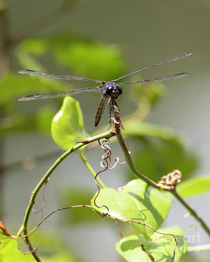 Dragonfly 4 #1 Photograph by Edward Sobuta
