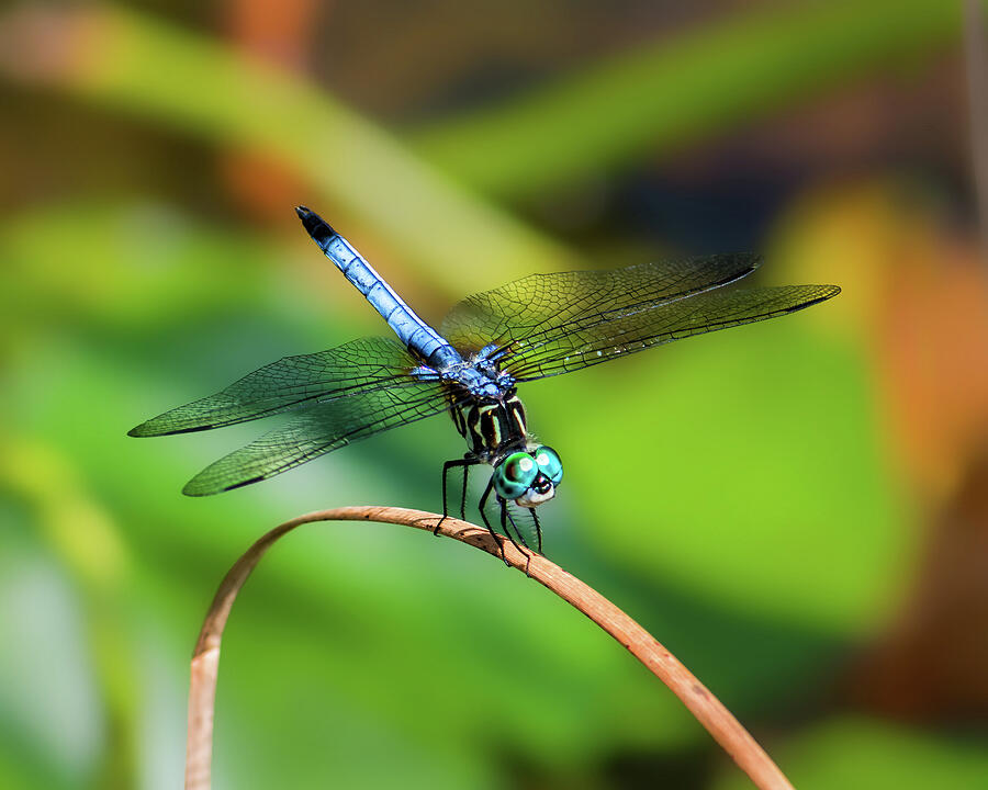 Dragonfly #1 Photograph by Alexander Image Dragonfly #1 Photograph by Alexander Image