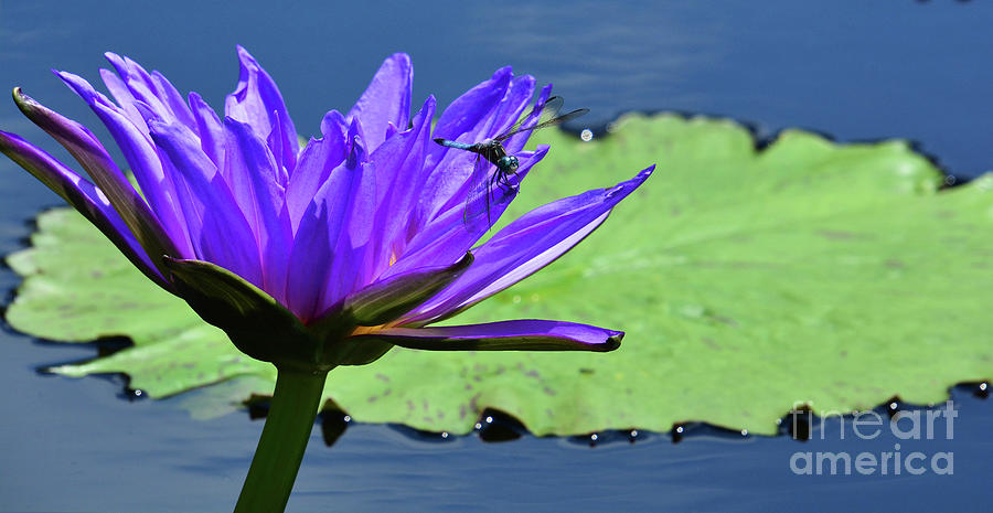 Dragonfly and Lily #1 Photograph by Cindy Manero