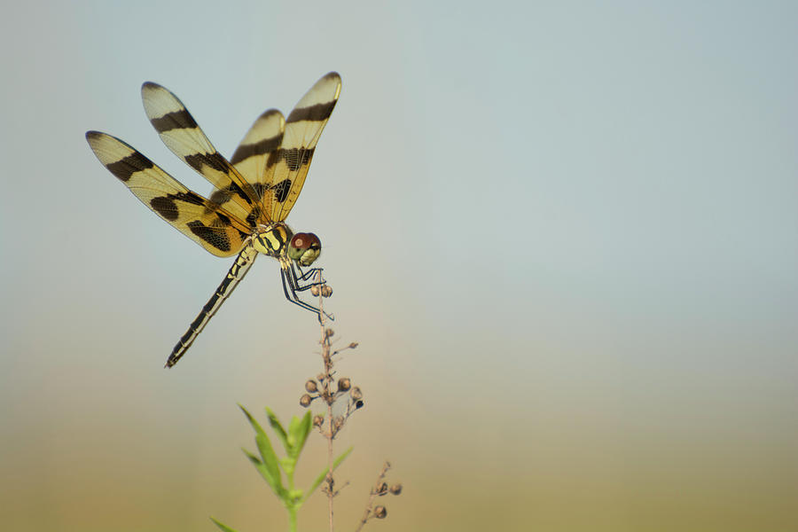 Dragonfly #2 Photograph by Carolyn Hutchins