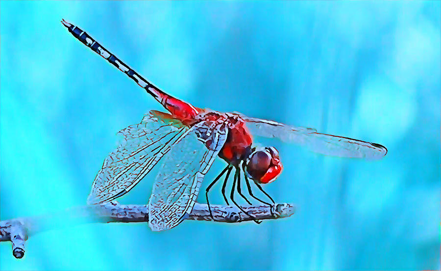 Dragonfly  #1 Photograph by Gini Moore