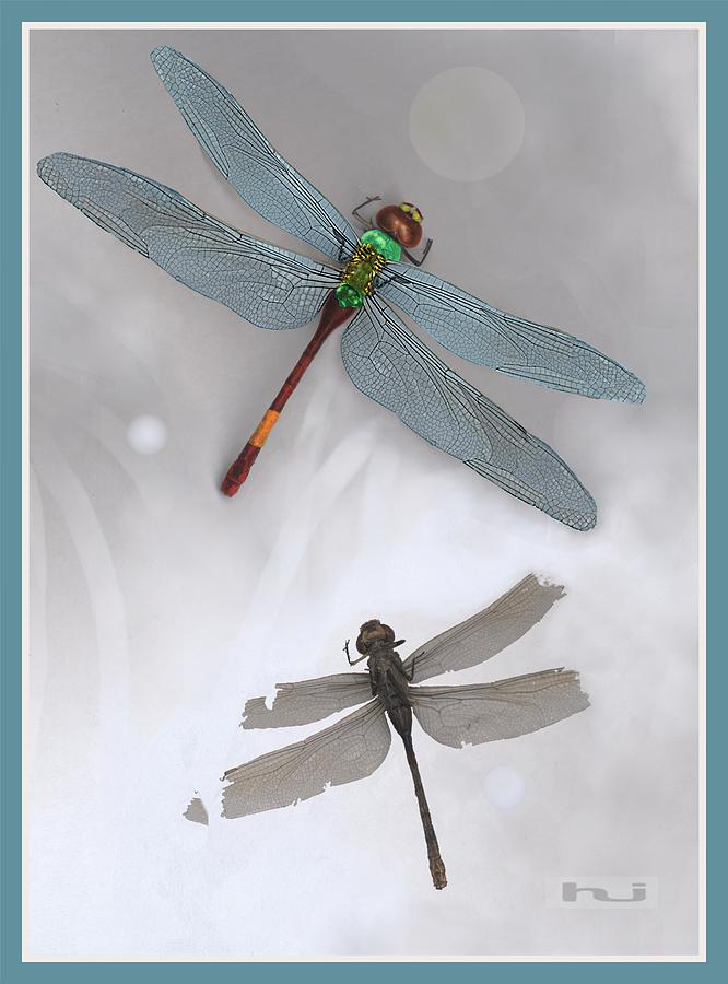 Dragonfly Digital Art by Hartmut Jager