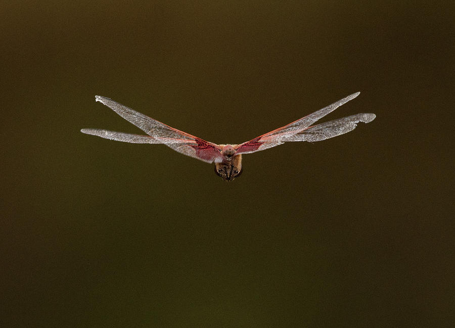 Dragonfly in Flight, North Carolina Uwharrie National Forest Photograph by Eric Abernethy