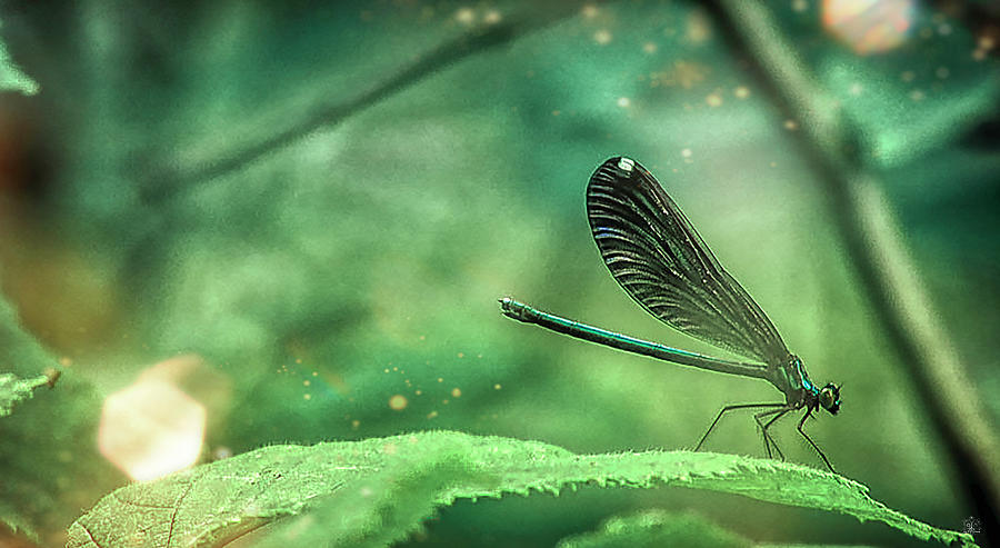 Dragonfly Leaf Tip Dance Photograph by Kelly Larson