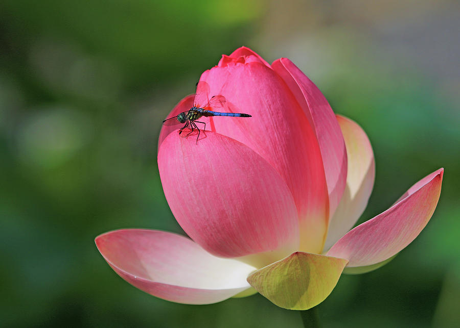 Dragonfly on a Lotus Flower #1 Photograph by Shixing Wen