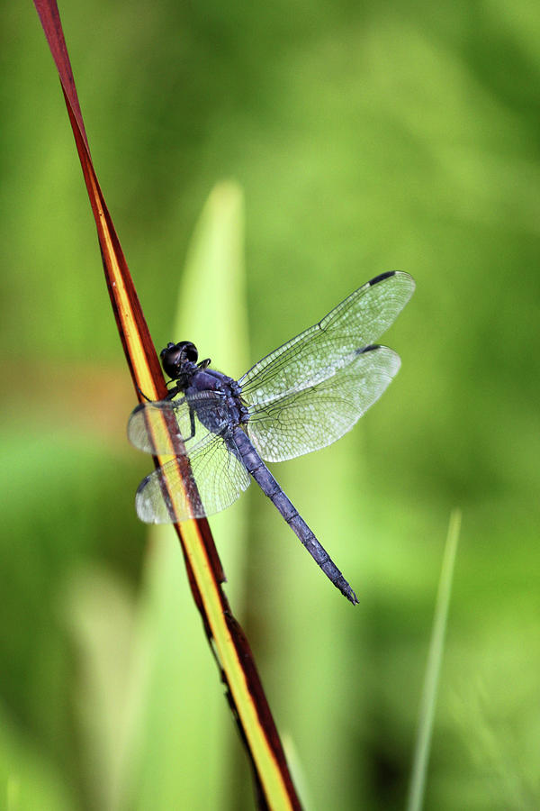 Dragonfly9224 #1 Photograph by Carolyn Stagger Cokley