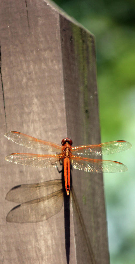 Dragonfly9379 #1 Photograph by Carolyn Stagger Cokley