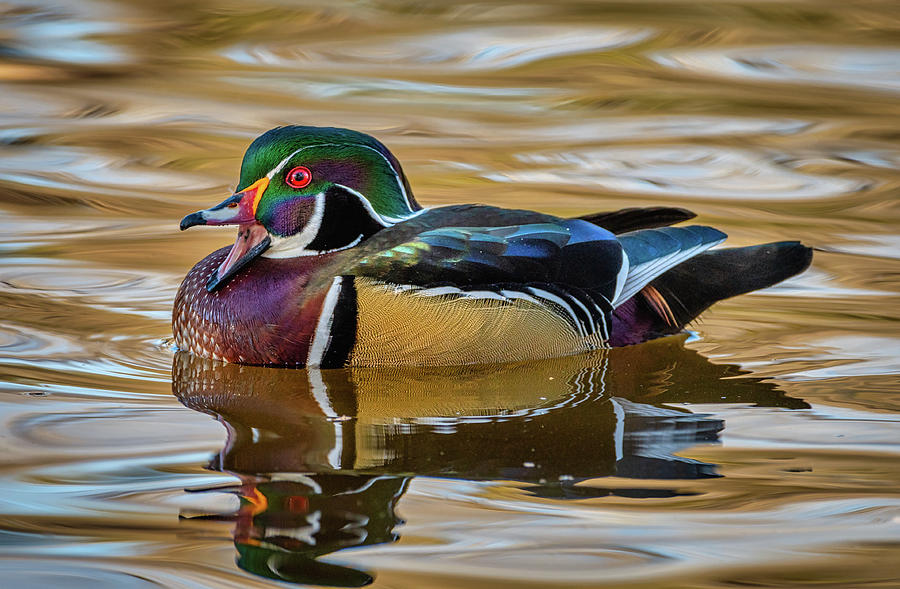 Drake Wood Duck #1 Photograph by Gerald DeBoer