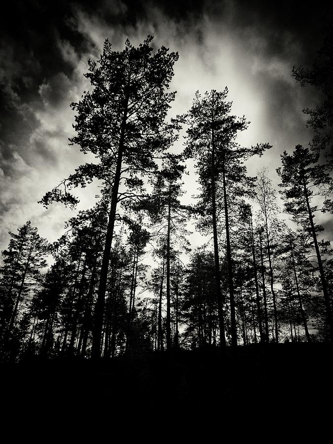 Drama queens. Have you ever looked the pines this way #2 Photograph by Jouko Lehto