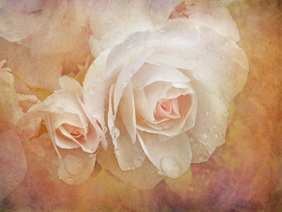 Summer Photograph - Dreaming of Peach Roses by Jennie Marie Schell