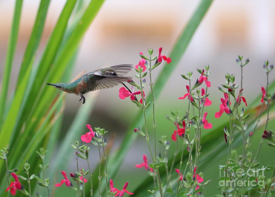 Dreamy Hummingbird World #1 Photograph by Carol Groenen