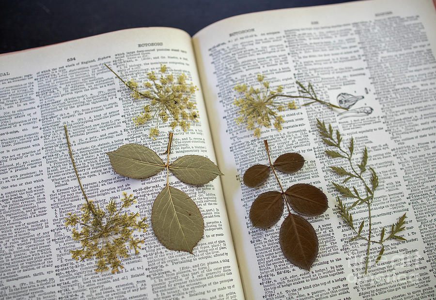 Flower Photograph - Dried flowers on an old book #1 by Edward Fielding