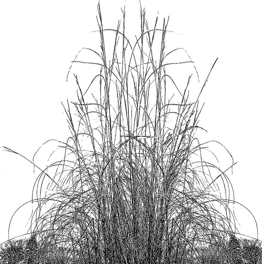 Dried Ornamental Grass #1 Drawing by GeorgePeters
