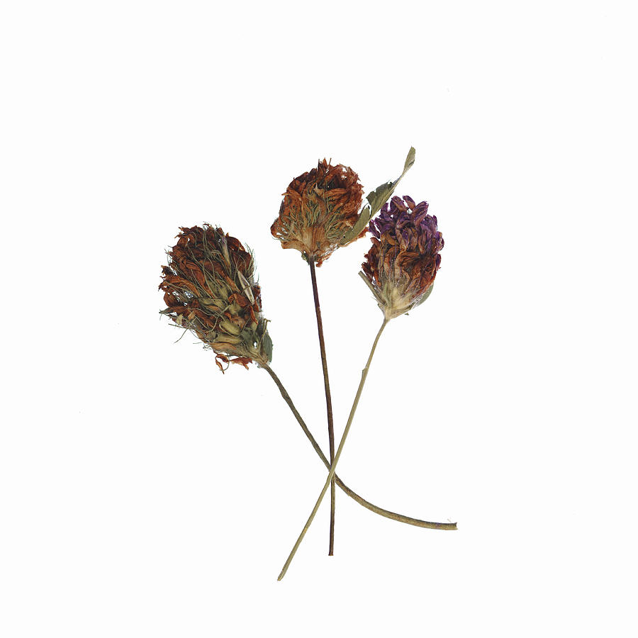 Dried red clovers (Trifolium pratense) #1 Photograph by Siri Stafford