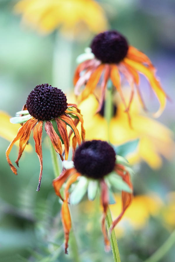 Dried Rudbeckia at end of Summer Photograph by photoArtStudio29