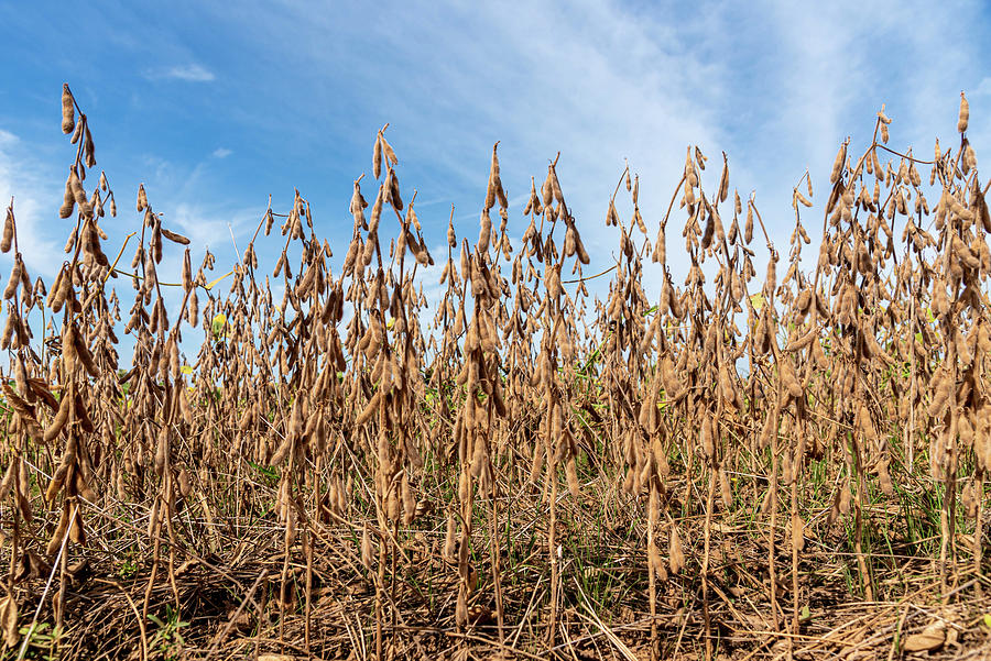 Dried soybean pods planted at harvest stage Photograph by Alex Rodrigo ...