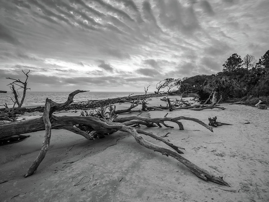 Drift Wood Beach Photograph Photograph