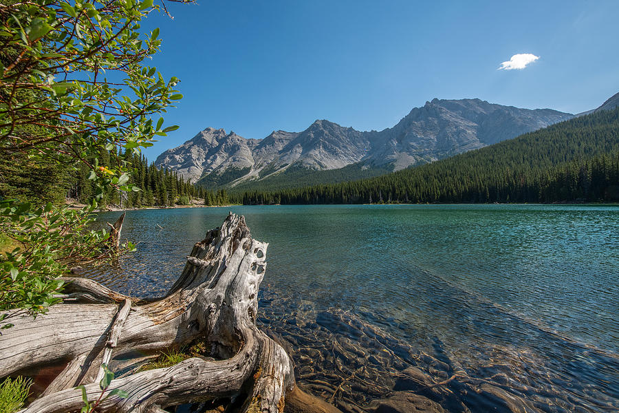 Mountain Photograph - Driftwood at Elbow Lake #1 by Phil And Karen Rispin
