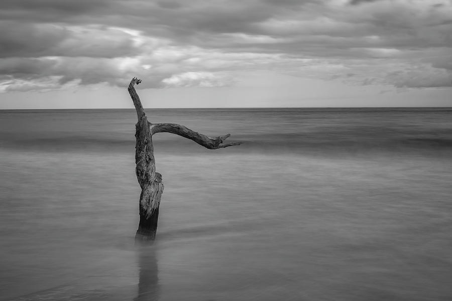 Driftwood Beach in Black and White Photograph by Carolyn Hutchins