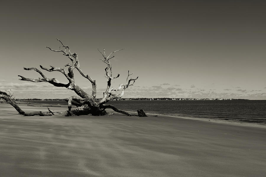 Driftwood Beach #1 Photograph by Joseph Hawk