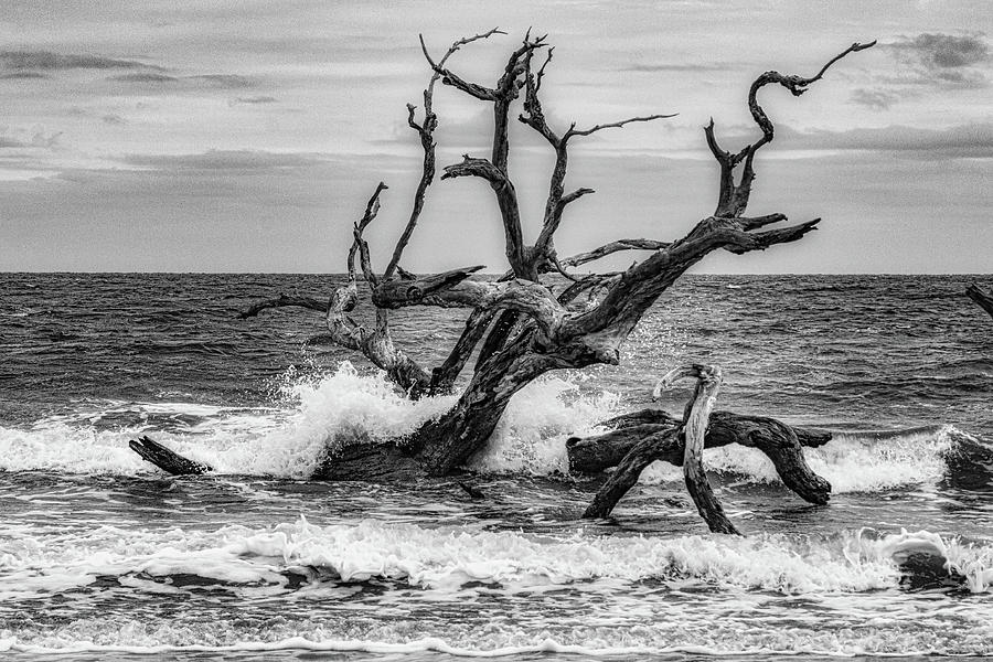 Nature Photograph - Driftwood Beach #2 by Randy Bayne