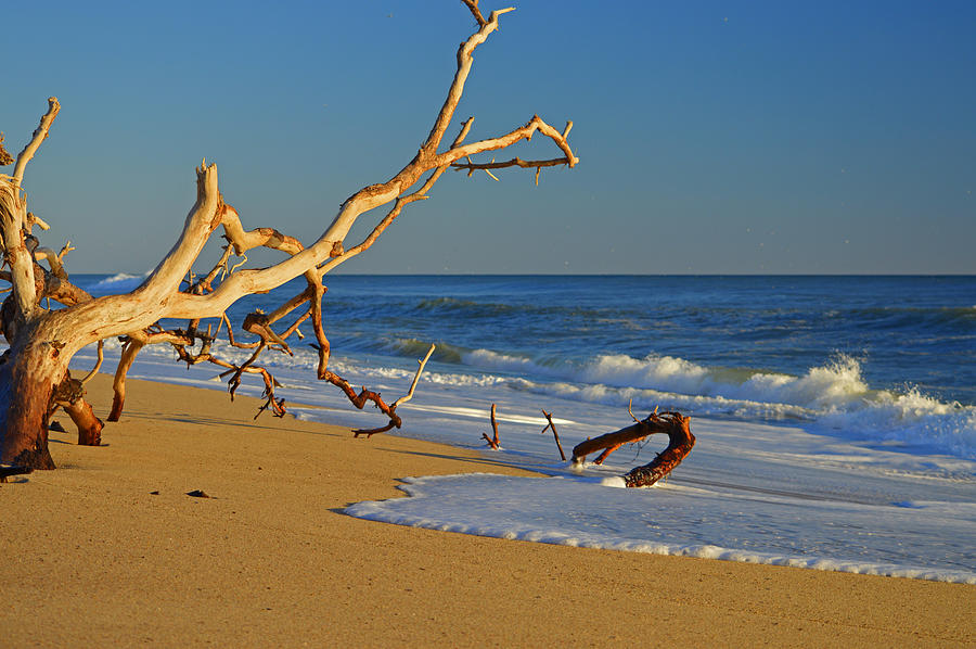 Driftwood - Cape Cod National Seashore Photograph by Dianne Cowen Cape Cod Photography