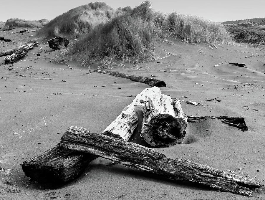 Driftwood #1 Photograph by Dr Janine Williams