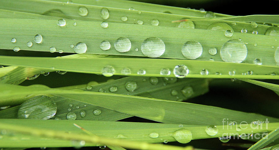 Droplets Photograph