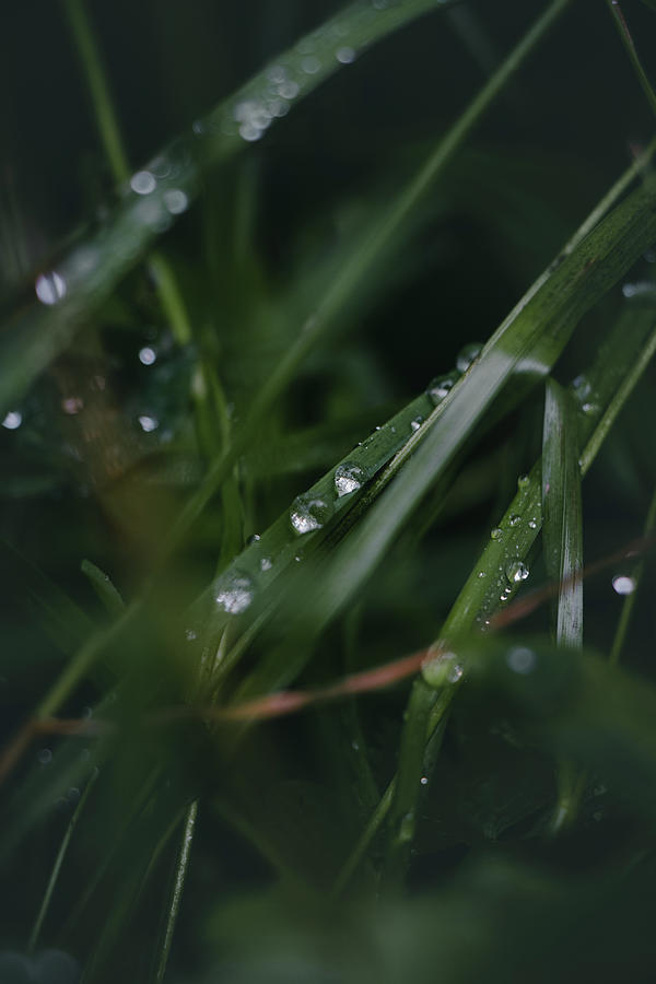Drops of water on a tiny blade of grass #1 Photograph by Vaclav Sonnek