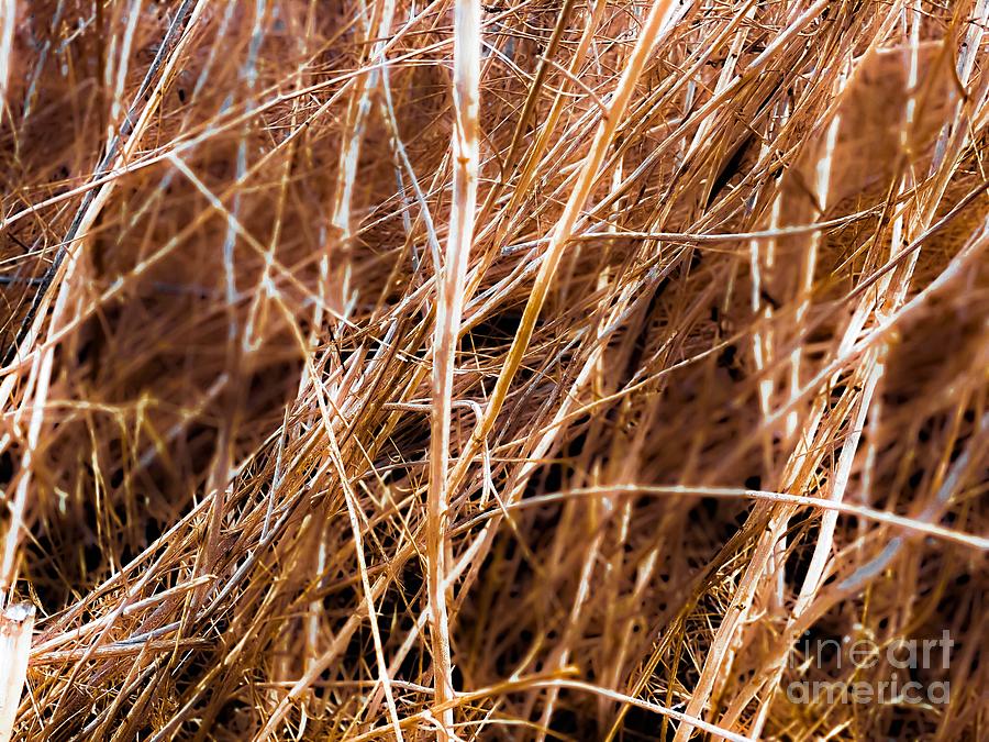 Dry Brown Grass Field Texture Abstract Background Photograph by Tim LA