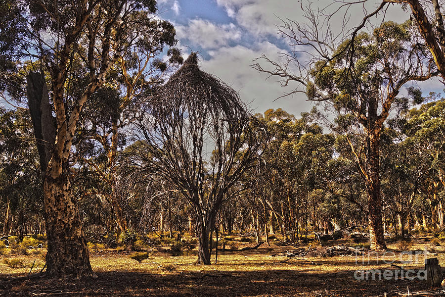 Dryandra Nature Reserve #3 Photograph by Cassandra Buckley