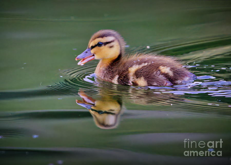 Duckling #1 Photograph by Thomas Nay