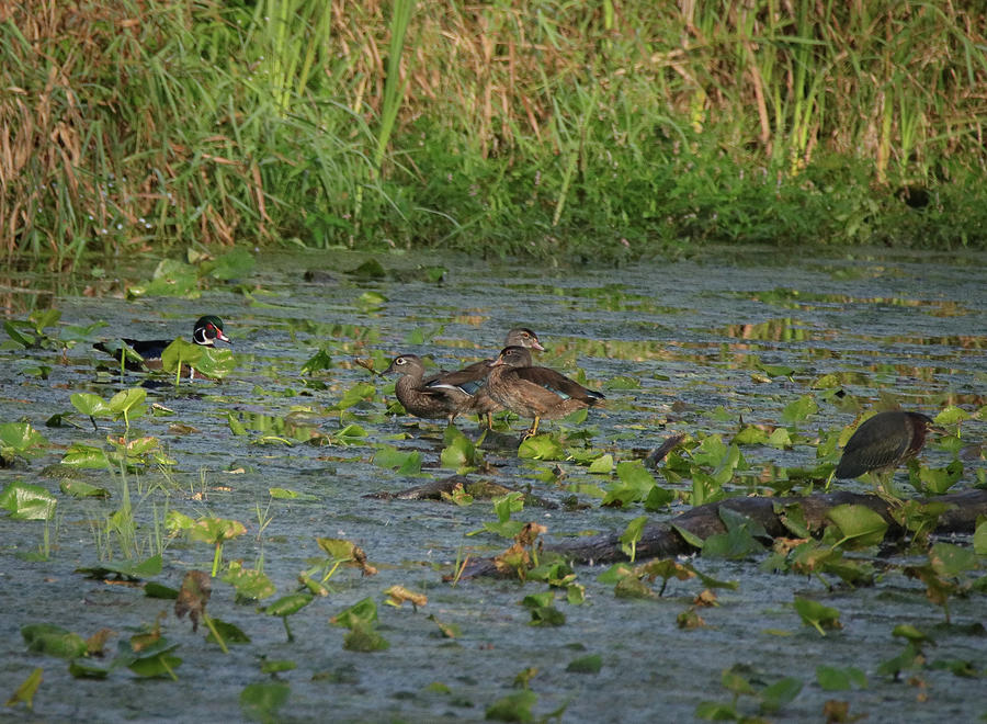 Ducks in the Backwater Marsh #1 Photograph by David Kipp
