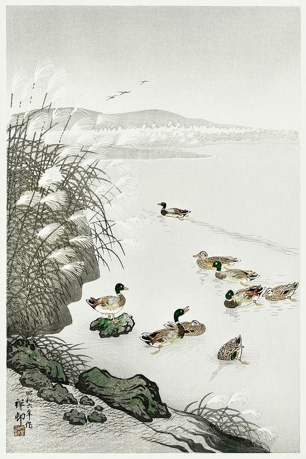 Ducks in the water  Mixed Media by Ohara Koson