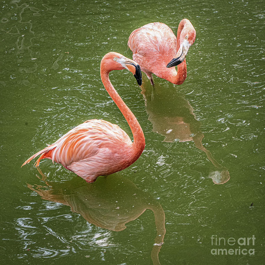 Dueling Flamingos #1 Photograph by Daniel Hebard