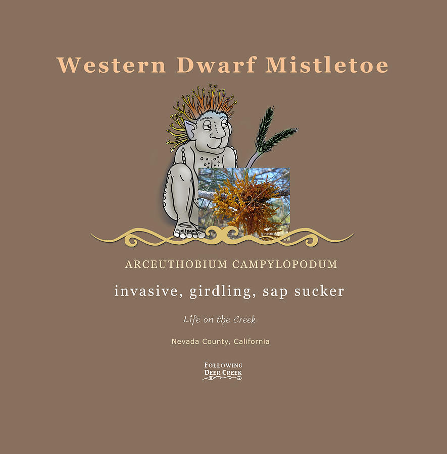 Dwarf Mistletoe #1 Digital Art by Lisa Redfern