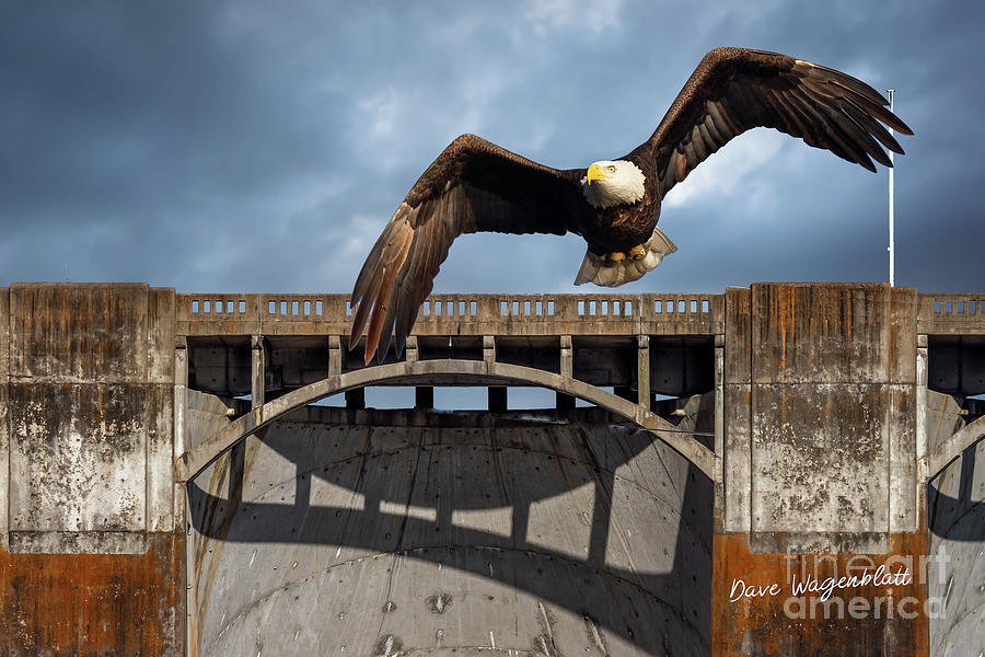 Eagle at the Dam #1 Photograph by David Wagenblatt