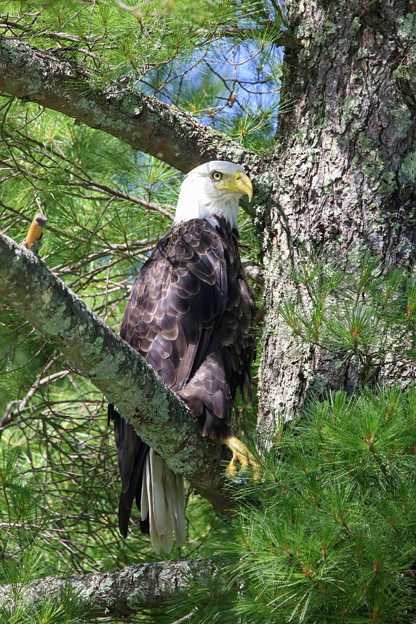 Eagle #1 Photograph by Brook Burling