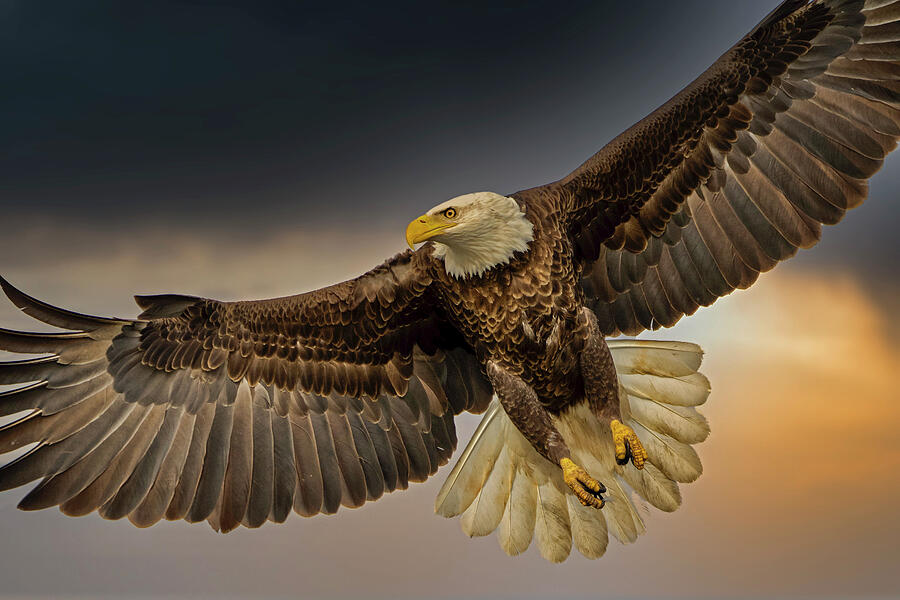 Eagle Gets Real Close Photograph by TJ Baccari - Fine Art America