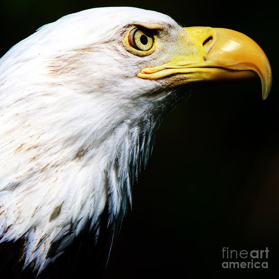 Eagle Head  #1 Photograph by Dlamb Photography