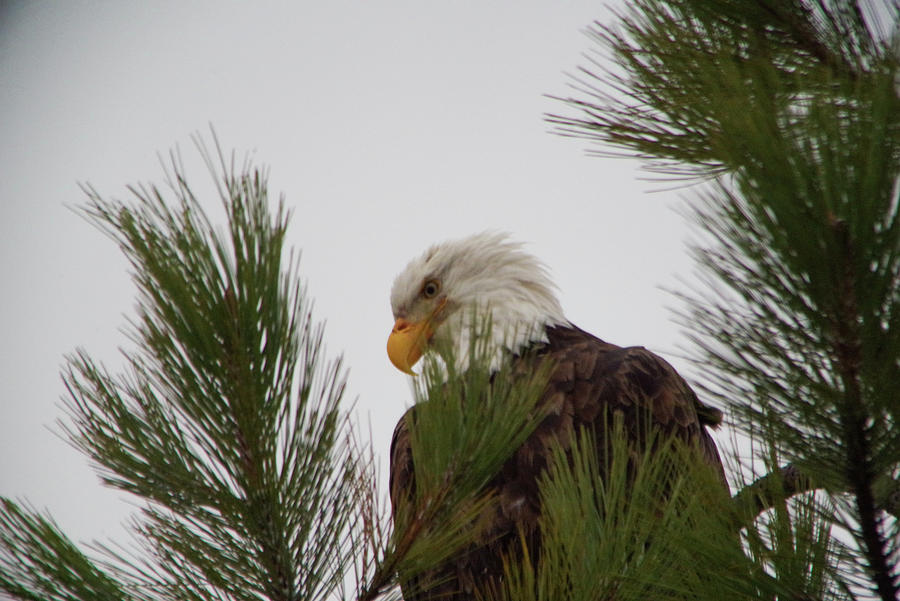 Eagle In A Pine Tree Photograph
